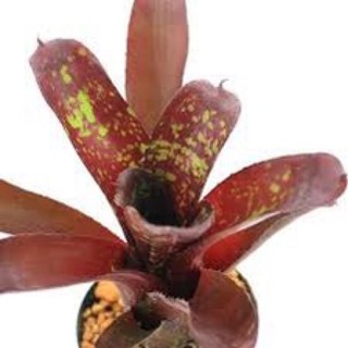 Dứa Nam Mỹ Dartanion, cây tiểu cảnh bán cạn hồ cá,trang trí decor nhà cửa