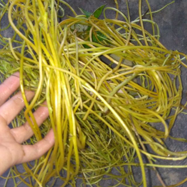 Dây Tơ Hồng tươi 1kg