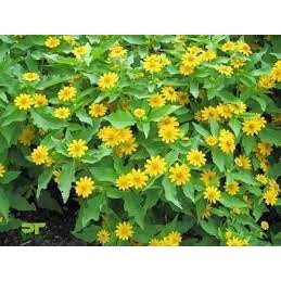 100h hạt giống hoa cúc mặt trời dễ trồng