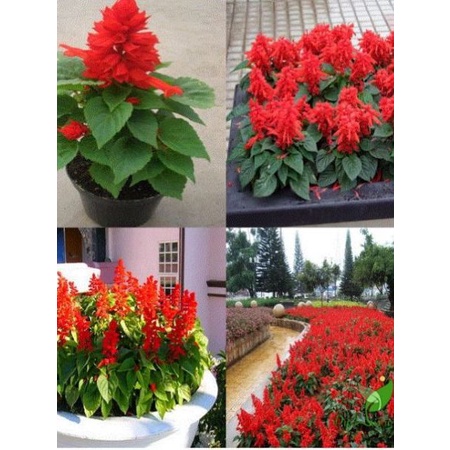 #Hạt_giống_xác_pháo_đỏ ( mua 3 gói tặng 1 gói ) thu hoạch sau 2 tháng gieo hạt
