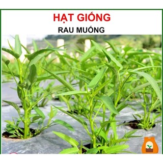 Hạt giống rau muống - chất lượng hạt giống cao, thời gian thu hoạch nhanh
