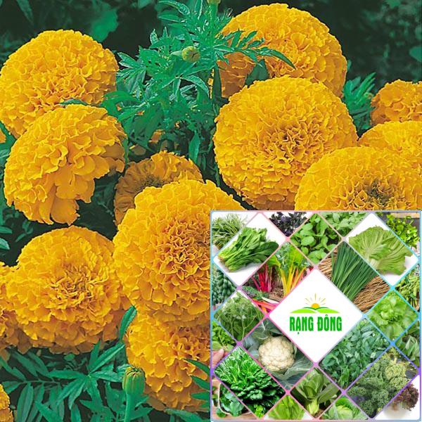 Hạt giống cúc vạn thọ mix màu 50 hạt HAT F1
