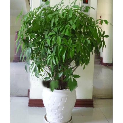 CÂY NGŨ GIA BÌ CHÂN CHIM LÁ XANH - cây giống ươm bầu