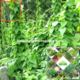 30H - HẠT GIỐNG SƯƠNG SÂM LÔNG Hạt Giống Nông Trại Xanh THE GARDEN