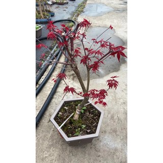 CHẬU CÂY PHONG LÁ ĐỎ