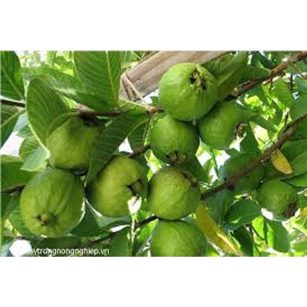 CÂY GIỐNG ỔI TỨ QUÝ (ỔI GĂNG, ỔI ĐÔNG DƯ) ( cây xanh ngọc lan 47)