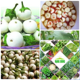 Gói 50 hạt giống cà pháo trắng HAT F1