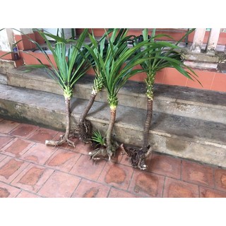 Cây phát tài núi