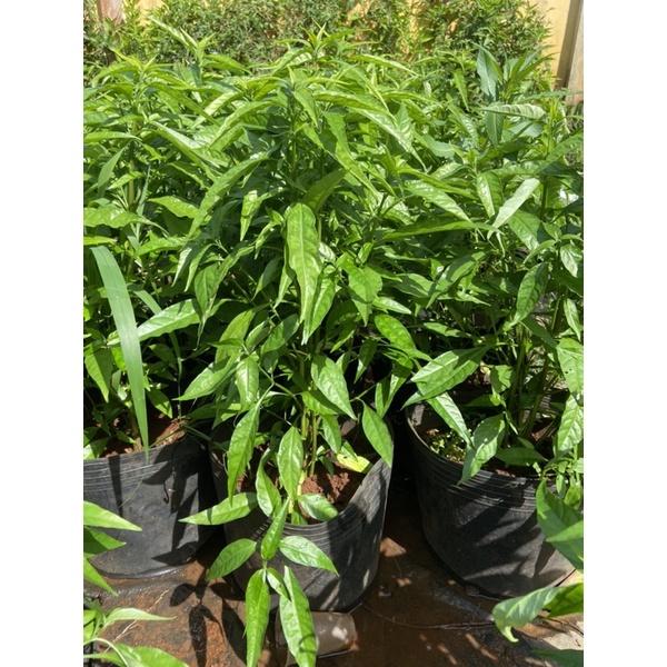 Cây hoàn ngọc trắng