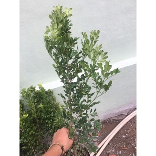 Cây ngâu giống rất đẹp giao nhanh