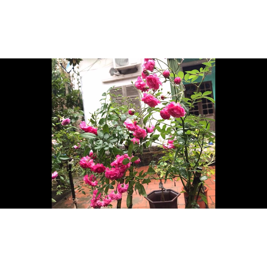 Hoa hồng ngoại Otto Line hoa chùm sai hoa cực đẹp - bầu to lớn, cây trưởng thành trưởng thành