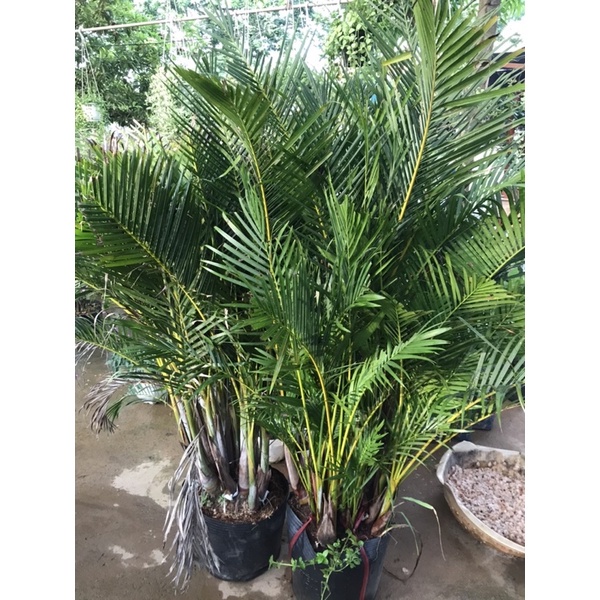 Cây Cau Lụa size to