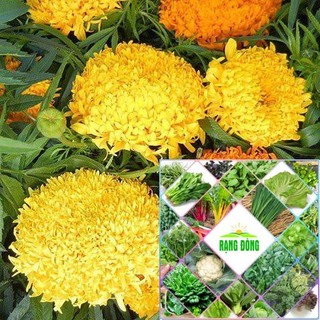 Hạt giống hoa cúc vạn thọ cao 50 hạt HAT F1