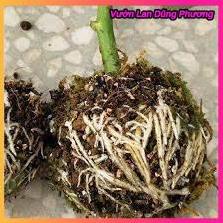 Siêu Kích thích ra rễ Root King lọ 20ml hàng đẹp, chuyên giâm chiêt cành, phân phối chuyên nghiệp VuonLanDungPhuong