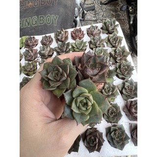 Sen đá Hoa Hồng Đen size vĩ - sen đá mini Đà Lạt giá rẻ