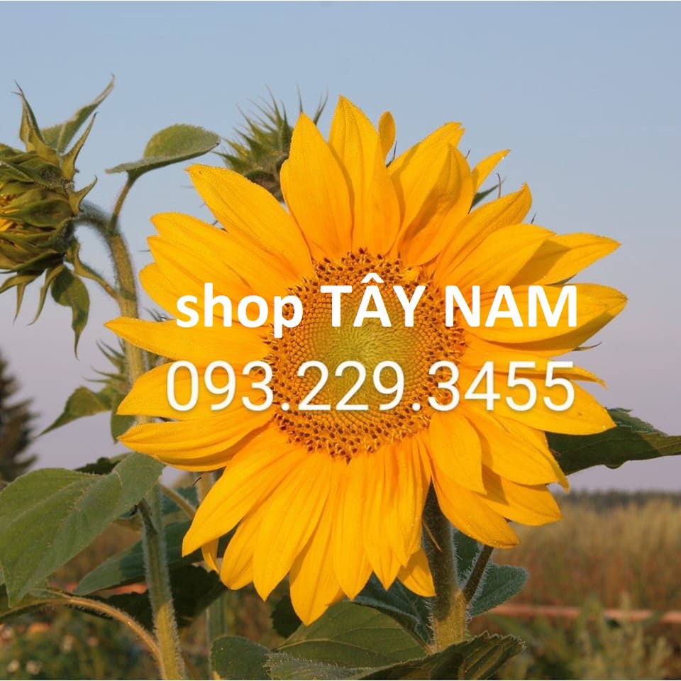 Bộ chén quà tặng Manulife