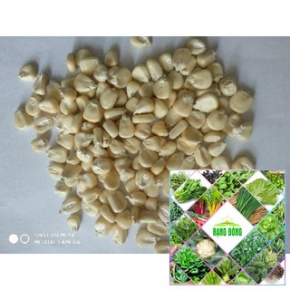30 Hạt giống bắp ngô nếp cao sản