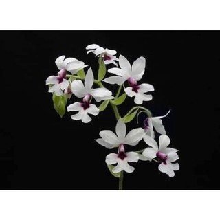 1 củ lan bình diệu củ To