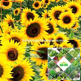 30H - HẠT GIỐNG HƯỚNG DƯƠNG VÀNG CAO Hạt Giống Nông Trại Xanh THE GARDEN
