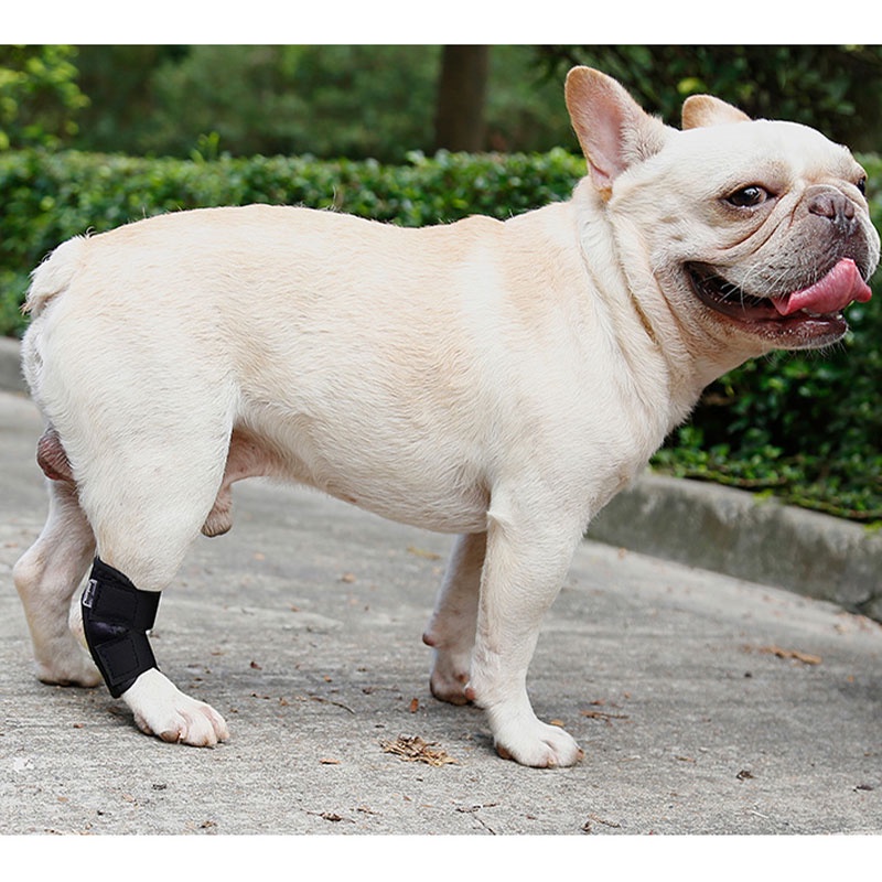 HamshMoc Đai Quấn Mềm Mại Bảo Vệ Vết Thương Chống Bong Gân Có Thể Điều Chỉnh Cho Thú Cưng