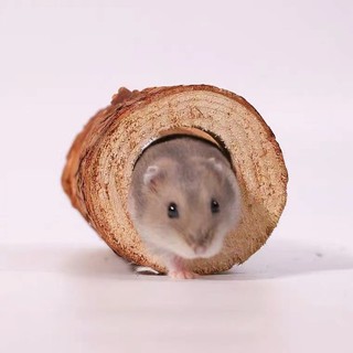 Ống chui gỗ. Đồ chơi gỗ cho hamster