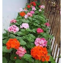 100 hạt giống hoa phong lữ mix màu