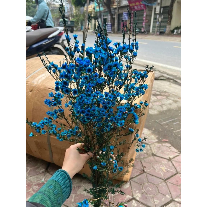 1 BÓ HOA THANH LIỄU BÔNG TO