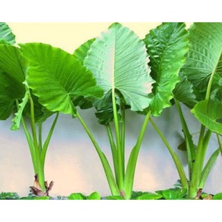 Cây ráy voi khoảng 1m