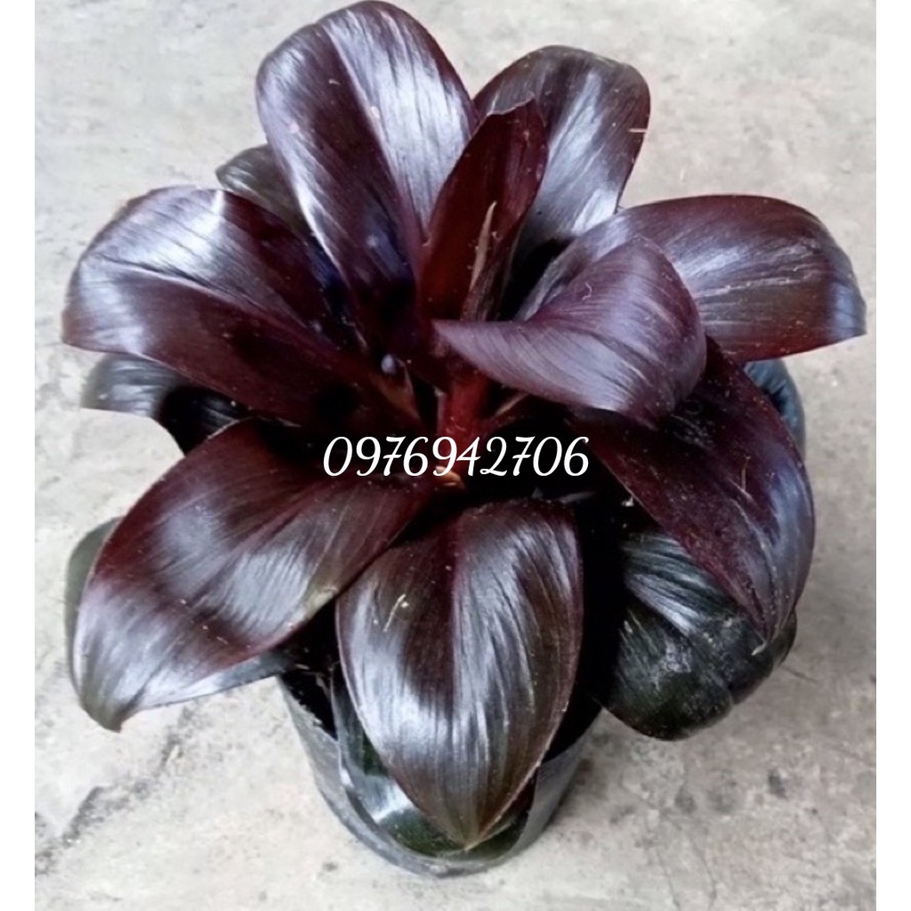 chậu cây phát tài nâu đỏ-giao cây tương tự ảnh cuối nha-cây phong thủy, lọc không khí