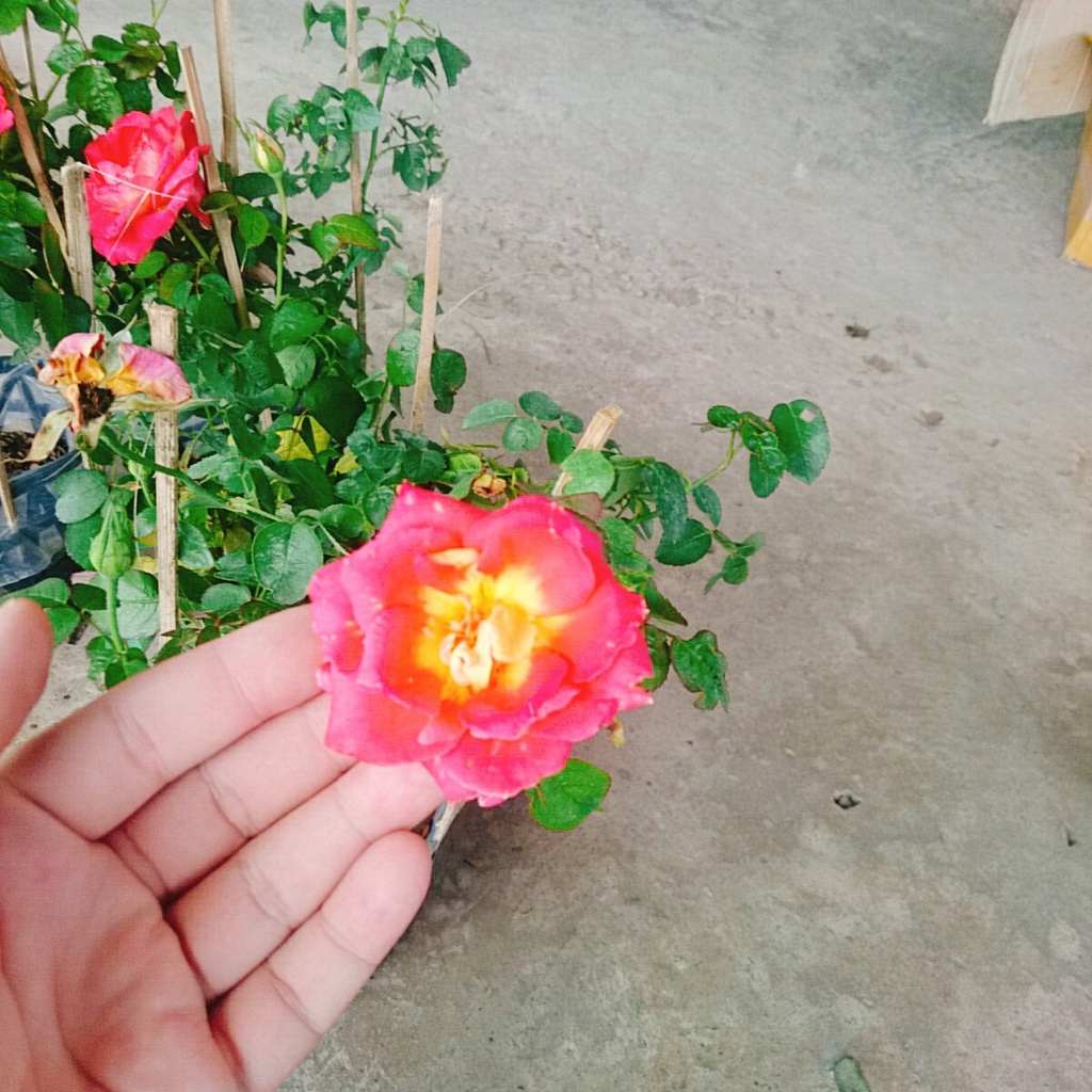 Hồng 2 Da Sa Đéc - cây cảnh để bàn