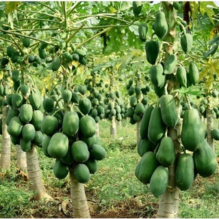 Hạt Giống Đu Đủ Siêu Lùn (540) 20 Hạt