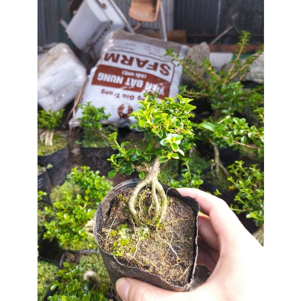 Sam hương phôi mini gốc rễ già