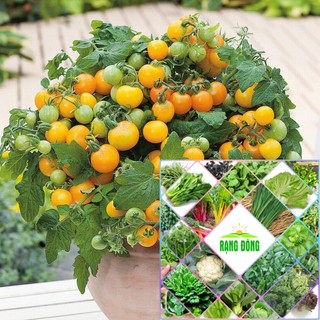 Hạt giống cà chua cherry lùn vàng 30 hạt HAT F1