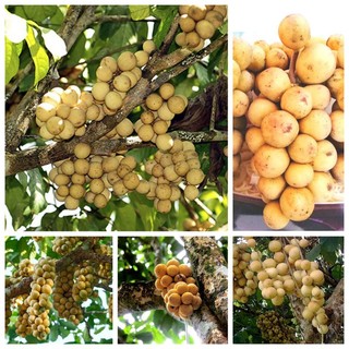CÂY GIỐNG bòn bon ( cây giống siêu sớm có bảo hành)