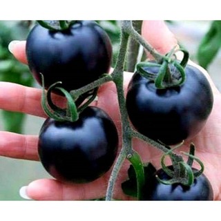 Hạt giống Cà chua đen F1 (10 hạt)