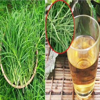 Cỏ Mần Trầu tươi 1kg