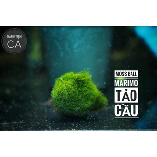 Tảo cầu - moss ball - marimo - tảo cầu may mắn nhật bản