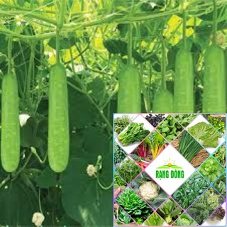 10h  hạt giống bầu xanh HAT F1