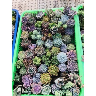 Sen đá 50 cây 400k