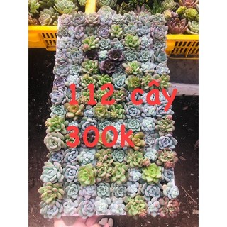 Combo 50 sen đá vỉ size 3-4 cm 150