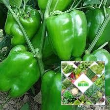 30 hạt giống ớt chuông xanh