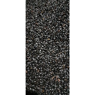 500 gram hạt giống keo tai tượng úc nảy mầm cao.