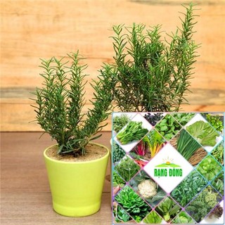gói 100 hạt giống cỏ hương thảo HAT F1