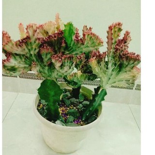 Cây xương rồng tháp vạn lý hồng var hồng