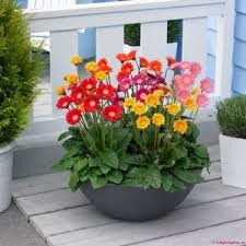 100 hạt giống hoa đồng tiền kép nhiều màu