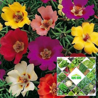 Gói 200 hạt giống hoa mươi giờ đơn