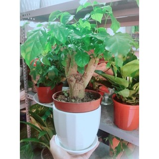 Chậu Cây Hạnh Phúc