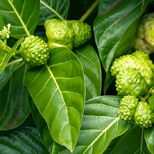 Lá Nhàu Tươi 1kg