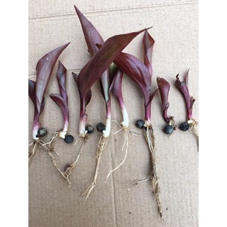 Hạt giống Dong riềng đỏ