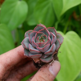 Sen đá hồng nâu mini 3-4cm hư 1 đổi 1